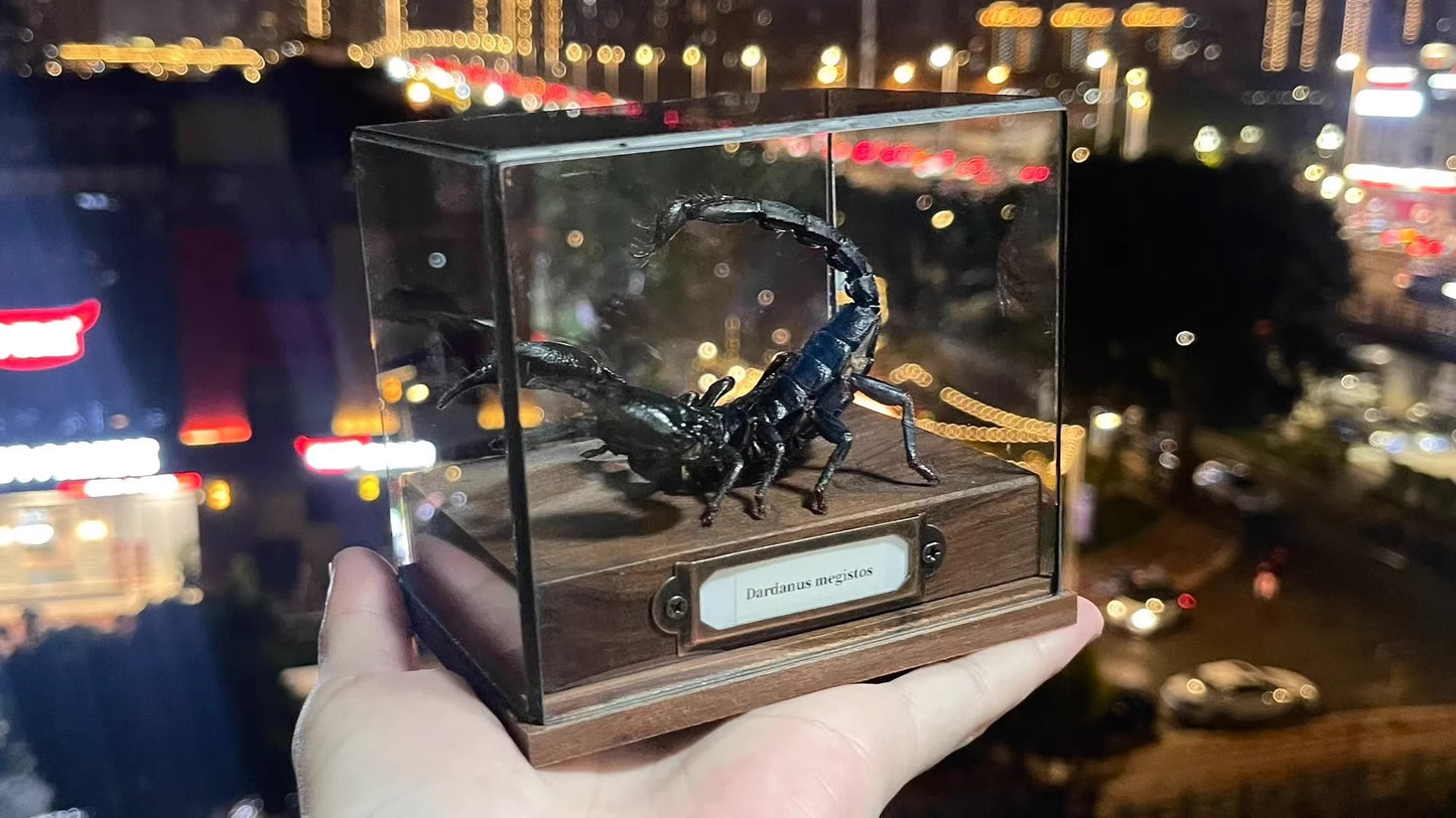 Museum Style Real Scorpion Specimen