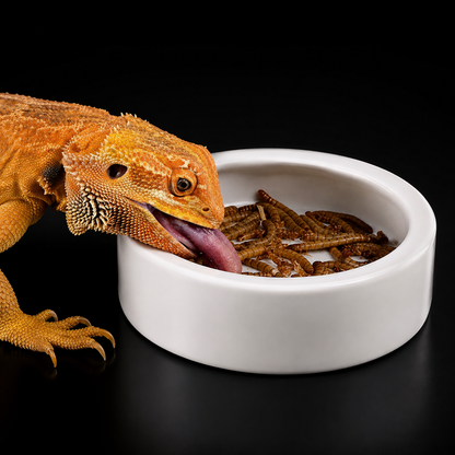 Anti-Escape Reptile Feeding Bowl