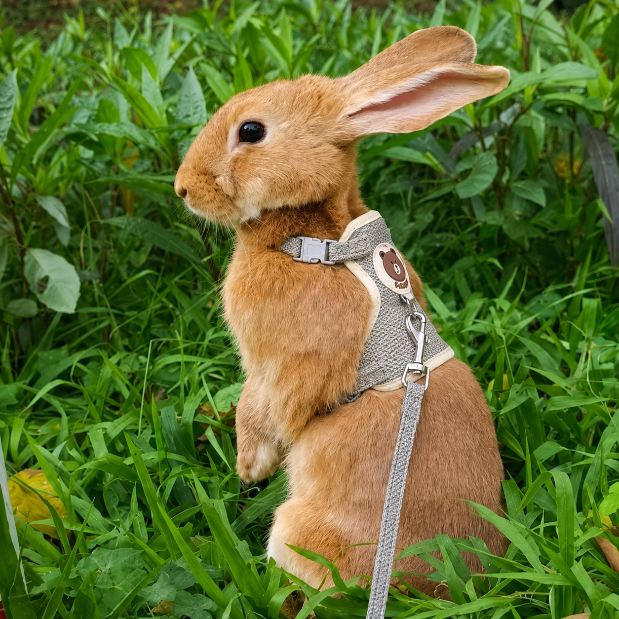 Rabbit Harness & Leash Set