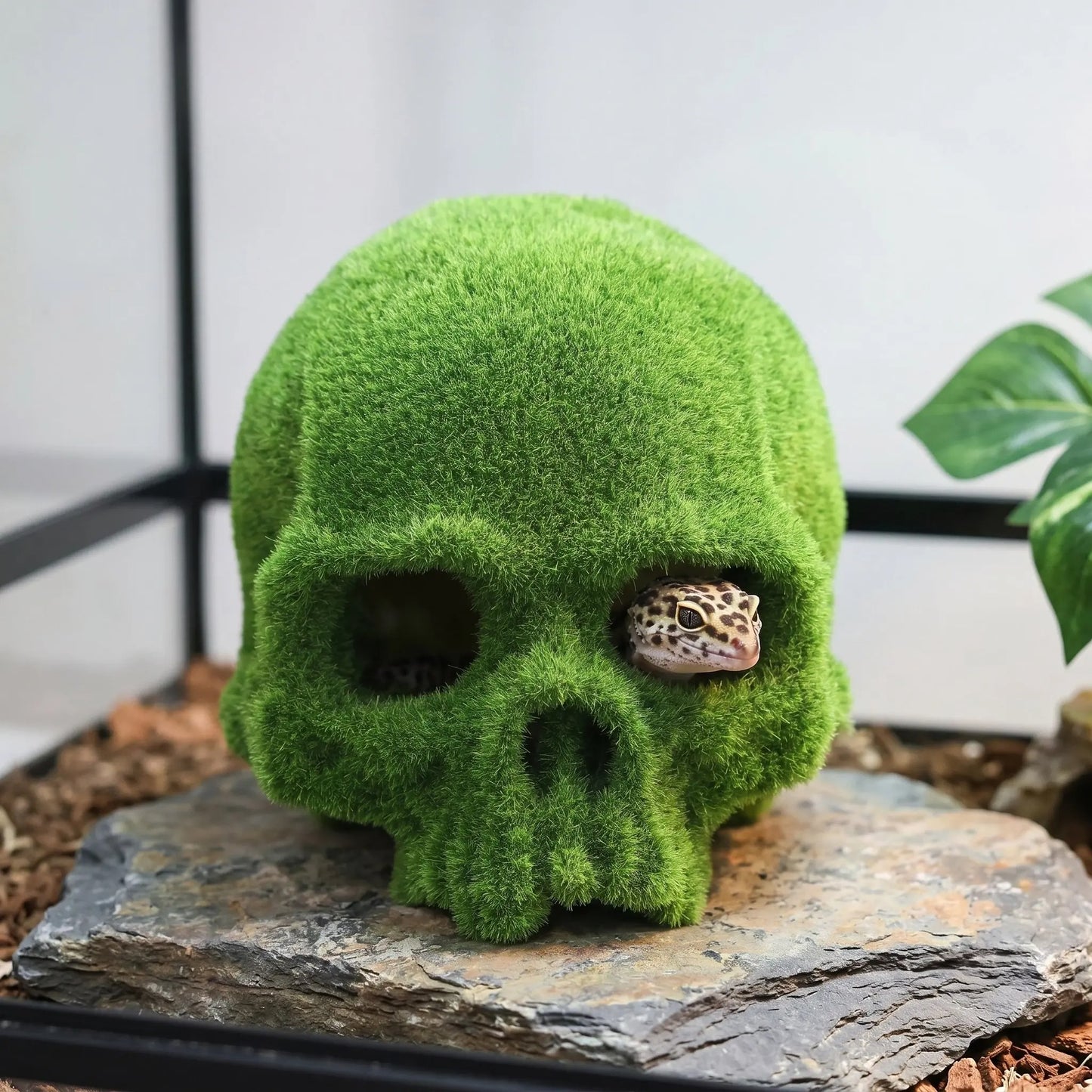 Moss Skull Habitat Hideaway
