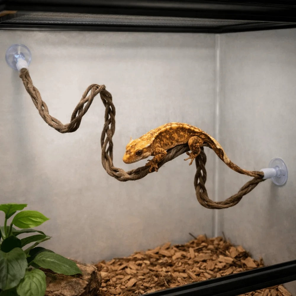 Snake Climbing Vine