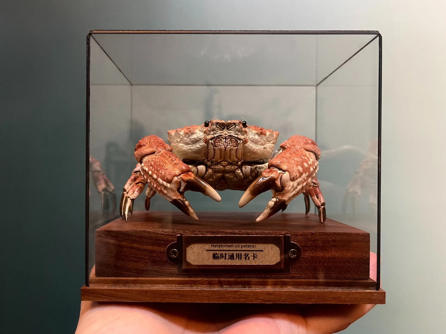 Museum Edition Real Crab Specimen Display