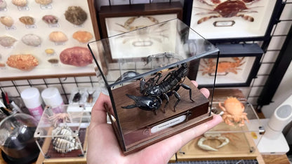 Museum Style Real Scorpion Specimen