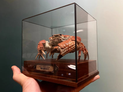 Museum Edition Real Crab Specimen Display