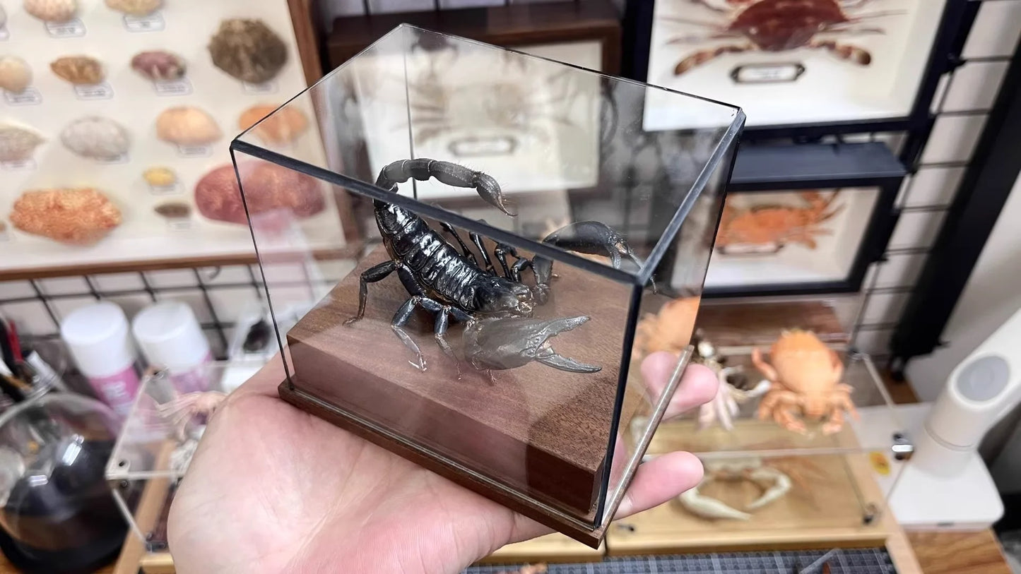 Museum Style Real Scorpion Specimen