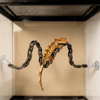 Snake Climbing Vine