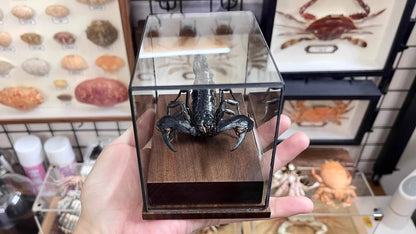 Museum Style Real Scorpion Specimen