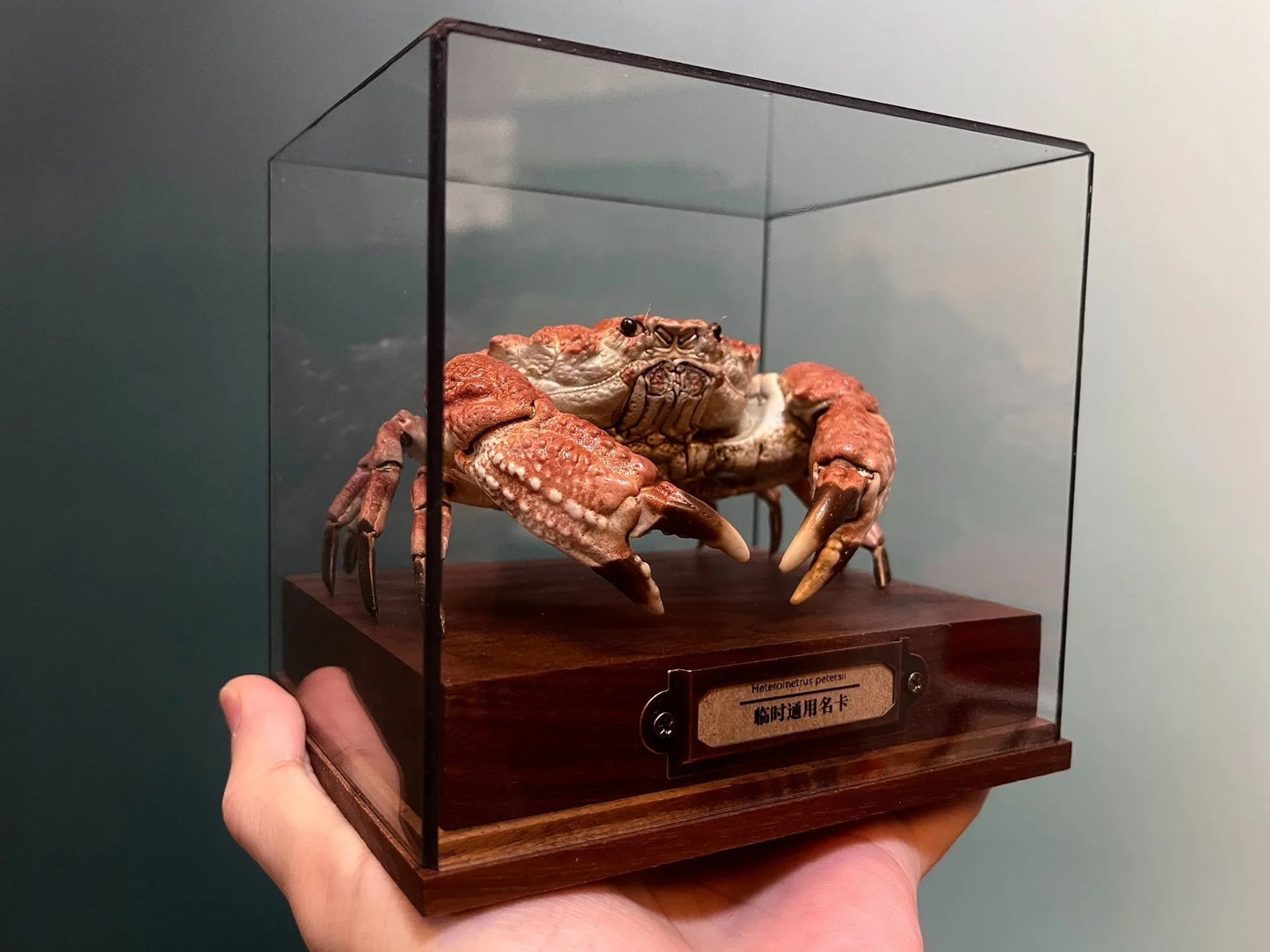 Museum Edition Real Crab Specimen Display