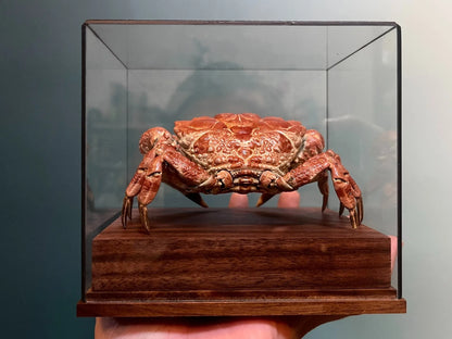 Museum Edition Real Crab Specimen Display
