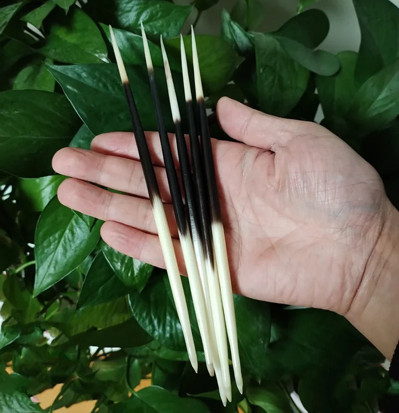 Authentic Natural Porcupine Quills - 10(PCS)