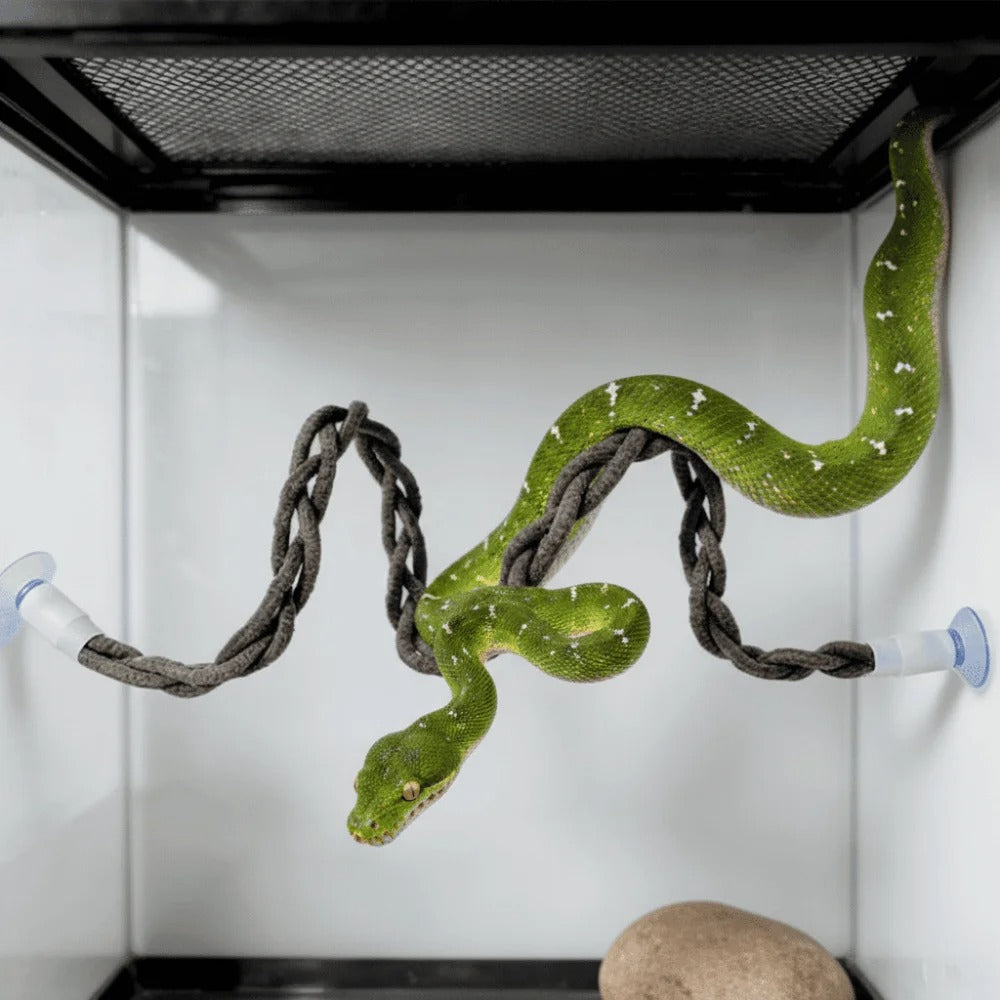 Snake Climbing Vine