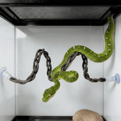 Snake Climbing Vine