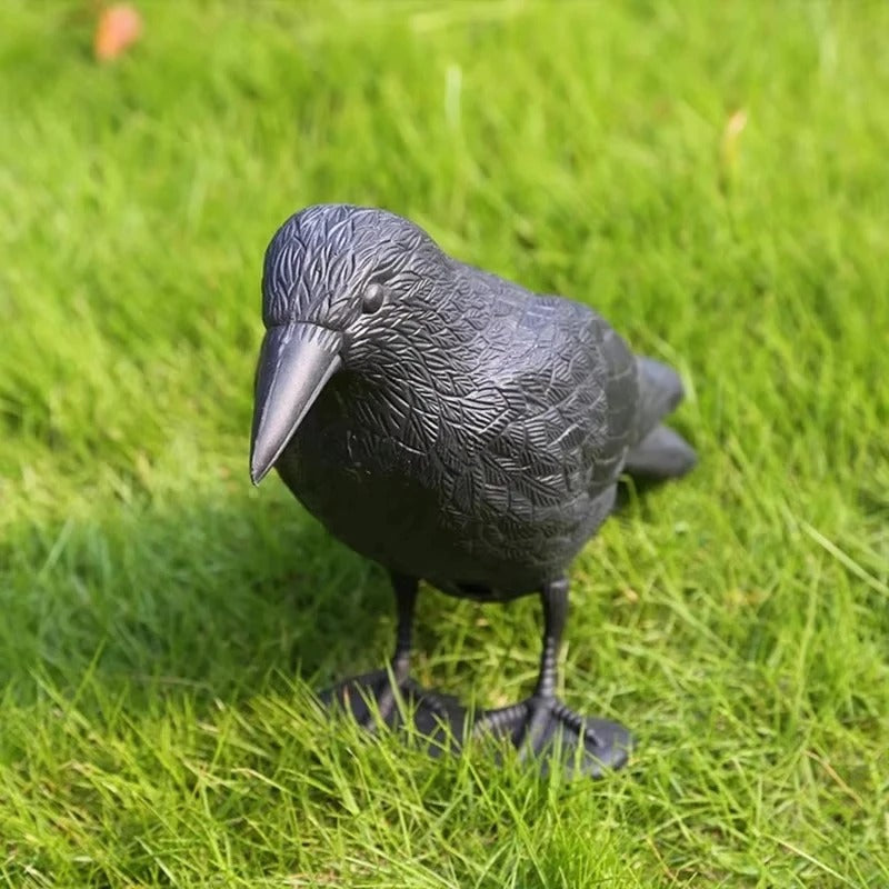Realistic Crow Bird