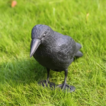 Realistic Crow Bird