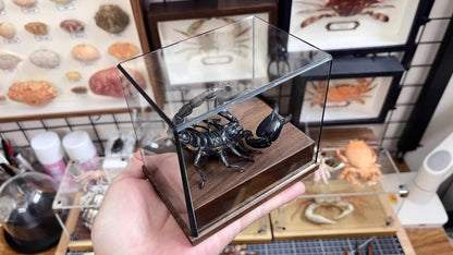 Museum Style Real Scorpion Specimen