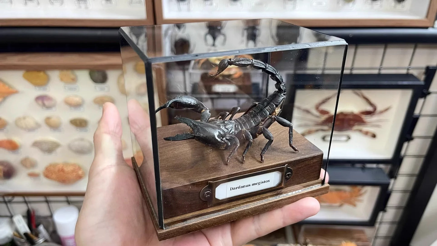 Museum Style Real Scorpion Specimen