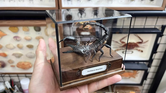 Museum Style Real Scorpion Specimen