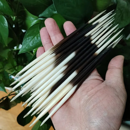 Authentic Natural Porcupine Quills - 10(PCS)