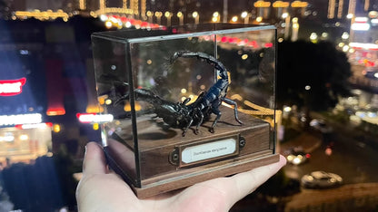 Museum Style Real Scorpion Specimen
