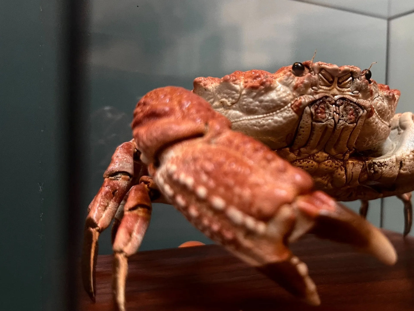 Museum Edition Real Crab Specimen Display