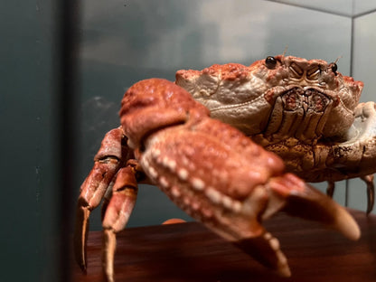 Museum Edition Real Crab Specimen Display
