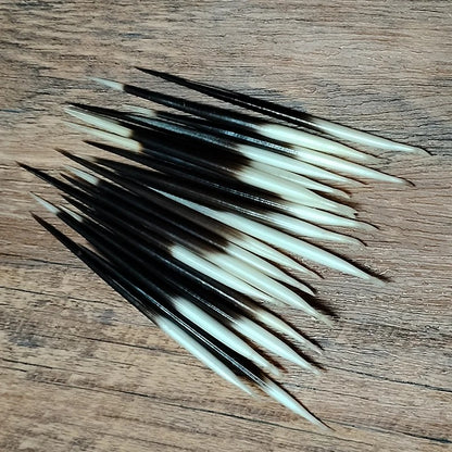 Authentic Natural Porcupine Quills - 10(PCS)