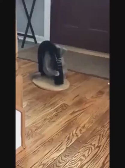 Self-Grooming Cat Arch
